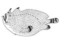 Frogfish. Hand drawn realistic black isolated illustration.