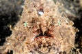 Frogfish head on Royalty Free Stock Photo