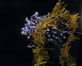 Frogfish Sargassum Royalty Free Stock Photo