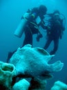 Frogfish scuba divers underwater philippines