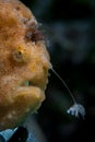 Frogfish Using Illicium and Esca to Attract Prey Royalty Free Stock Photo