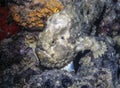 Frogfish waiting on coral reef Royalty Free Stock Photo