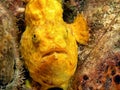 Frogfishes are any member of the anglerfish family Antennariidae Royalty Free Stock Photo