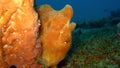 Frogfish on the coral reef of the Similan Islands in Thailand Royalty Free Stock Photo