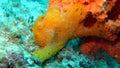 Frogfish on the coral reef of the Similan Islands in Thailand Royalty Free Stock Photo