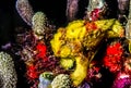 Frogfishes, family Antennariidae Royalty Free Stock Photo