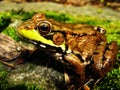 Froggin' It Royalty Free Stock Photo