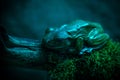 Froggy in blue Royalty Free Stock Photo