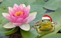 Froggy Santa Royalty Free Stock Photo