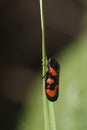 Froghopper Royalty Free Stock Photo