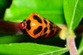 Froghopper Royalty Free Stock Photo