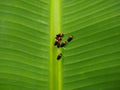froghopper on banana leaf, green background Royalty Free Stock Photo