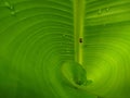 froghopper on banana leaf, green background Royalty Free Stock Photo