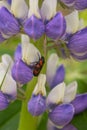 Froghopper beetle cercopis vulnerata on purple lupine lupinus polyphyllus Royalty Free Stock Photo