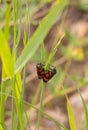 2 froghopper beetles cercopis vulnerata on a blade of grass
