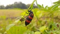 Froghopper, a black red line insect Royalty Free Stock Photo