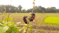 Froghopper, a black red line insect Royalty Free Stock Photo