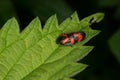 Froghopper (Cercopis vulnerata) Royalty Free Stock Photo