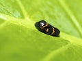 Froghopper,Cosmoscarta uchidae Matsumura Royalty Free Stock Photo