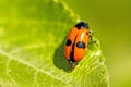 Froghopper, endangered insect in Germany