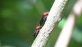 : froghopper (leptaspis sp., cercopidae