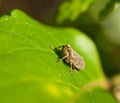 Froghopper macro showing compound eye Royalty Free Stock Photo