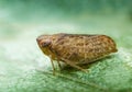 Froghopper macro showing compound eye Royalty Free Stock Photo