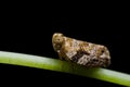 Froghopper macro showing compound eye Royalty Free Stock Photo