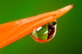 Froghopper macro showing compound eye Royalty Free Stock Photo