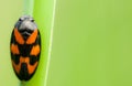 Froghopper Royalty Free Stock Photo