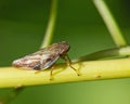 Froghopper on Stem Royalty Free Stock Photo