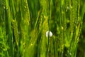 Froghoppers on barley field in spring