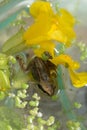 Froglet on flower