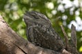 Frogmouth Royalty Free Stock Photo