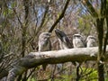 A frogmouth family in a tree