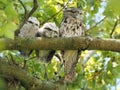 Frogmouth Podargus strigoides female bird with hatchlings