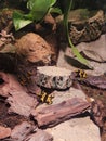 Frogs in Abudhabi national acuerium