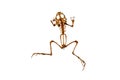 Skeleton of a frog isolated on white background. Hoplobatrachus rugulosus.