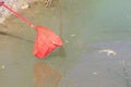 Frogs being raised for food in small pond. Catching a frog in a fish net