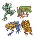 frogs colored bright tropical wildlife animals amphibians reptiles set separately Royalty Free Stock Photo