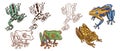 frogs colored bright tropical wildlife animals amphibians reptiles set separately on white background hand drawn realistic style