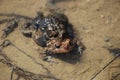 Frogs and Eggs in Shallow Water Royalty Free Stock Photo