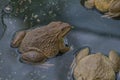 Frogs are found in a pond in a frog farm Royalty Free Stock Photo