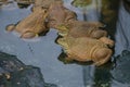 Frogs are found in a pond in a frog farm Royalty Free Stock Photo