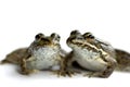 Frogs friends Royalty Free Stock Photo