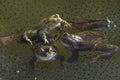 Frogs on garden pond Royalty Free Stock Photo