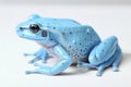 A frog is a type of amphibian that is found all over the world