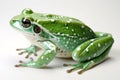 A frog is a type of amphibian that is found all over the world