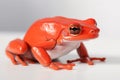 A frog is a type of amphibian that is found all over the world