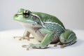 A frog is a type of amphibian that is found all over the world